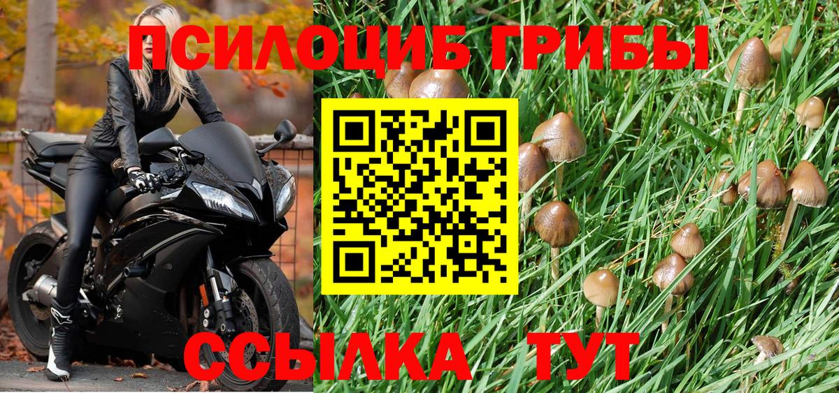 Псилоцибиновые грибы Psilocybe  Вход с VPN  Губаха 